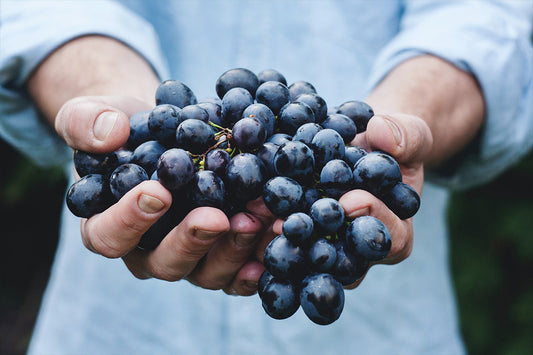 Trauben für die Auslese