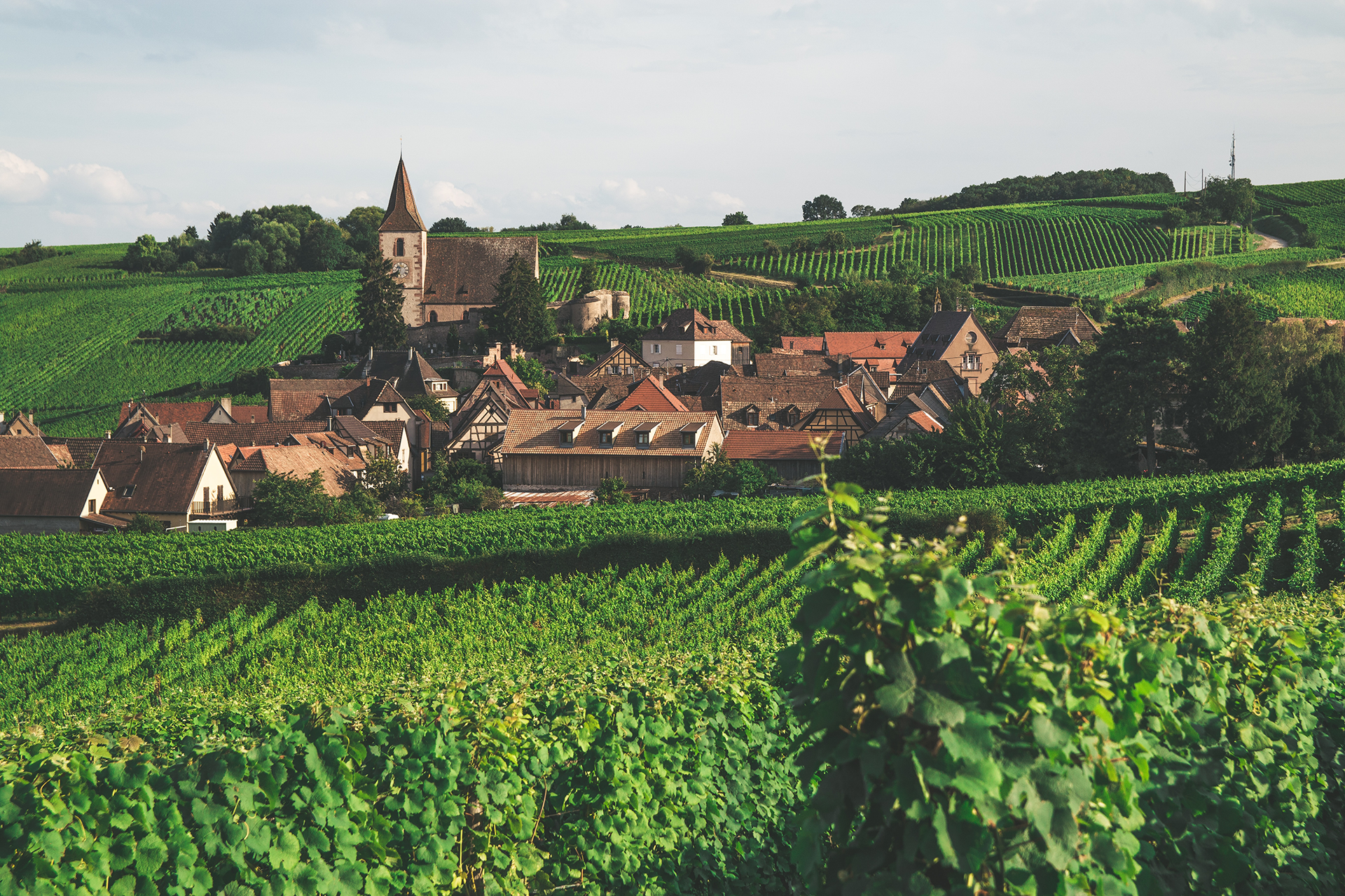 Französische Weine online GmbH zuhause Weingraf & kaufen erleben Frankreich –
