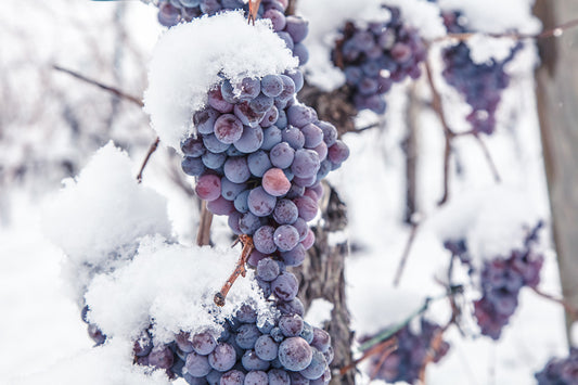 Schnee und Eiswein