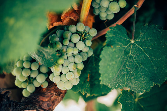 Qualitätsstufen von Wein