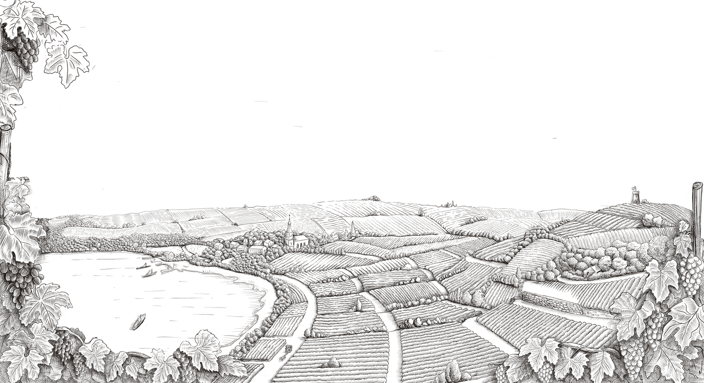 230227_PIE_Weingraf_HeroIllustration_Anpassung_OPTION2